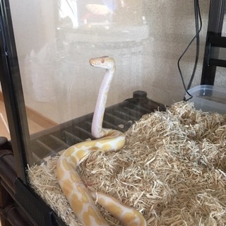 ボールパイソンアルビノ♀