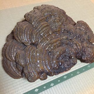 猿の腰掛け  猿の腰かけ サルの腰かけ