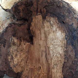 猿の腰掛け  猿の腰かけ サルの腰かけの画像