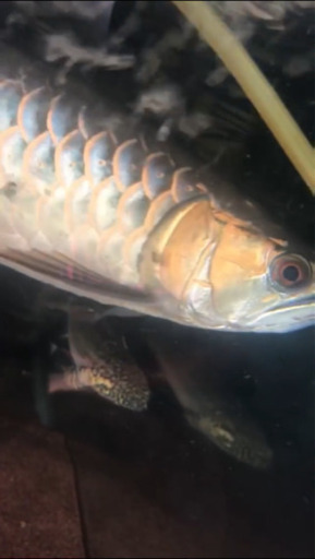 アロワナ水槽セット