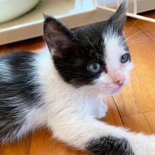 生後約１ヶ月の子猫 − 東京都