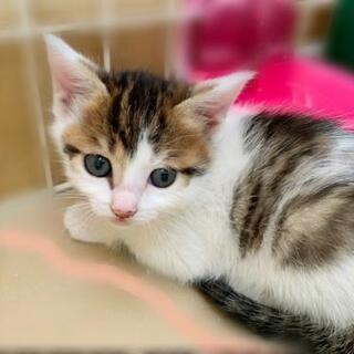 生後約１ヶ月の子猫 - 猫