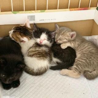 生後約１ヶ月の子猫 - 里親募集