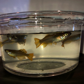 メダカ 鳳凰 稚魚10匹