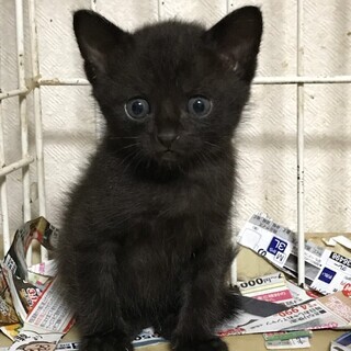 くろ猫 赤ちゃん