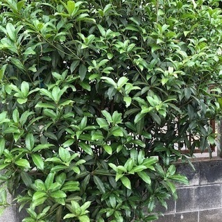 銀木犀　庭木　目隠しになる木