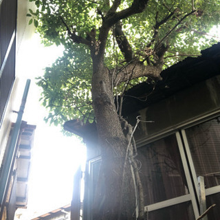 造園業　の画像