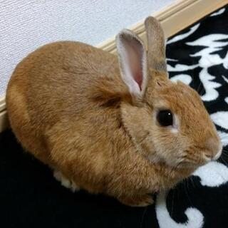 ウサギを引き取っていただけるかた、いませんか！