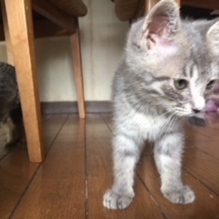 とても可愛いシャムmixとキジの赤ちゃん猫！