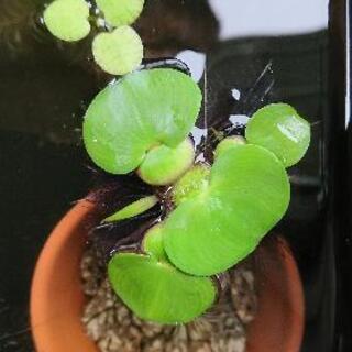 ホテイアオイ(小)