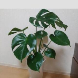 新品★今年5月購入 モンステラ 観葉植物
