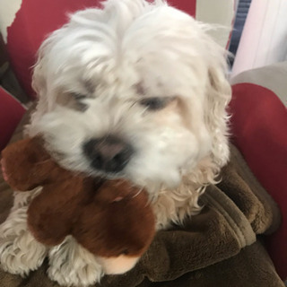 迷い犬、保護しています