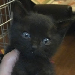 母猫事故死の子クロネコ♀2か月くらい(6/14～トライアル中） - 熊本市