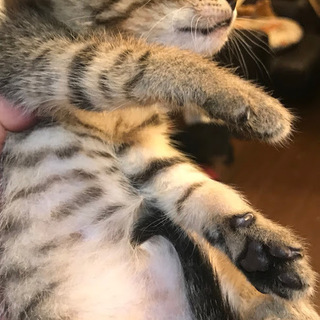 母猫事故死の子キジトラ♀1か月半くらい - 猫