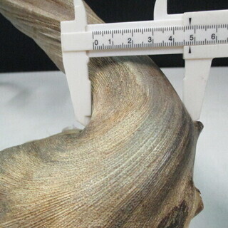 希少な海松・深海松  原木  長さ約85㎝・重さ約4.5kg／根付・アクセサリー・加工品材としてもの画像