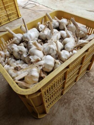 にんにく乾燥済 20キロ　加工品【大分県産】