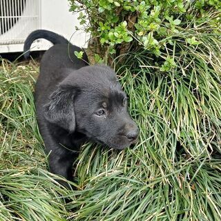 子犬（雑種のオス）の里親募集しています。