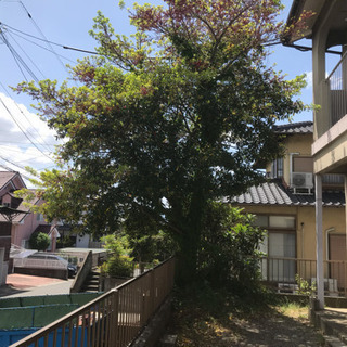 福岡大木切ります 大きな木きります 伐採 植木撤去 草刈り 除草 剪定 抜根 高所枝切り格安の画像