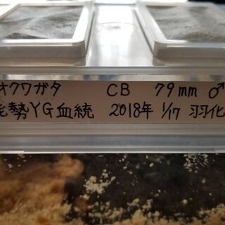 国産オオクワガタ　能勢YG血統 大型ペアの画像
