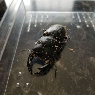 国産オオクワガタ　阿古谷産　オスのみ