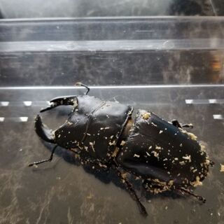国産オオクワガタ　阿古谷産　オスのみの画像