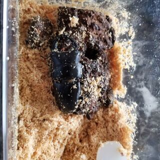 国産オオクワガタ　阿古谷産　オスのみの画像