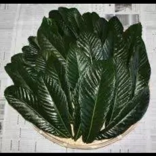 【近日中限りの特売品】 お買取 びわの葉 100枚+オマケ 厳選 完全無農薬の画像