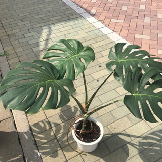 モンステラ7号鉢