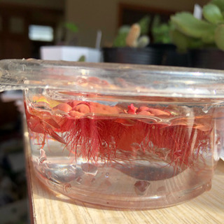 水草、浮草  フィランサス フルイタンスの画像