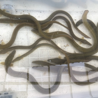 ウナギポイント開拓☝️釣り限定🎣