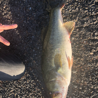埼玉でバス釣りしてます！！