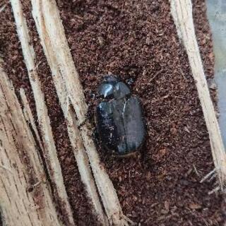 ホクベイオオチャイロハナムグリ幼虫
