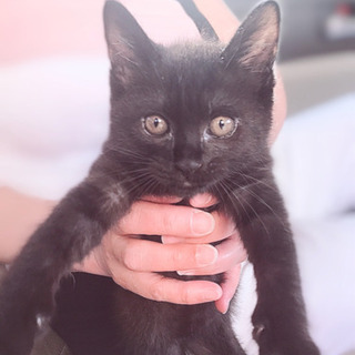 推定2ヶ月の黒猫(♂)くんの里親募集！(堅田から近い方優先です)