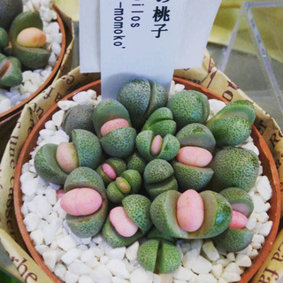 多肉植物
