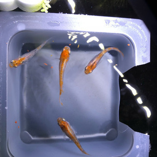 各種メダカ等の画像