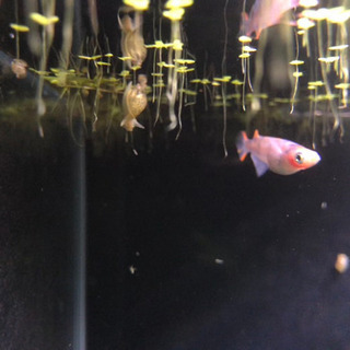 各種メダカ等の画像