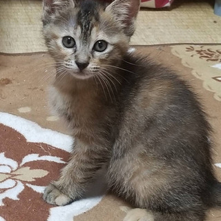 推定1ヶ月過ぎのキジ柄の女の子猫ちゃんの里親募集！(堅田から近い...