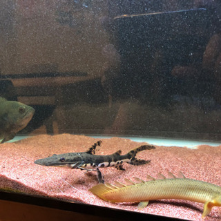 【値引き】タイガーシャベルノーズキャット 他 整理の為 熱帯魚 生体