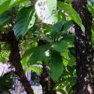 👜札幌花フェスに誘って下さい。 - 札幌市