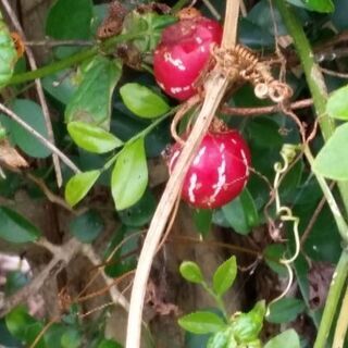 👜札幌花フェスに誘って下さい。 - その他