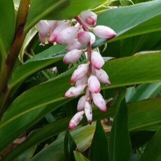 👜札幌花フェスに誘って下さい。 - メンバー募集