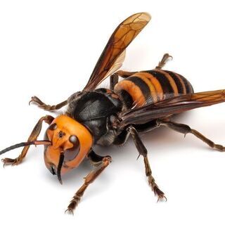 【害虫・害獣駆除】蜂の巣・ネズミ・ゴキブリ・クモなどの画像
