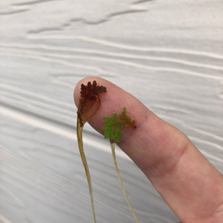 水草 アカウキクサ の画像