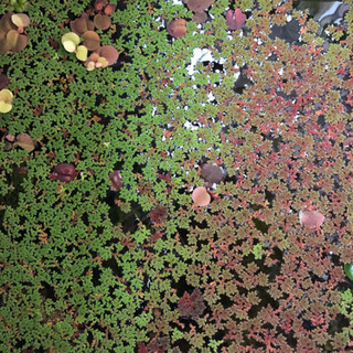 水草 アカウキクサ の画像