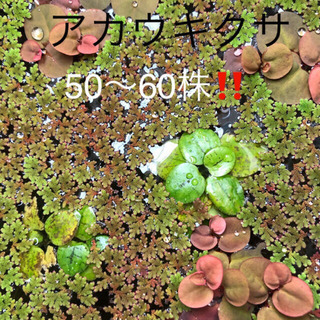 水草 アカウキクサ の画像