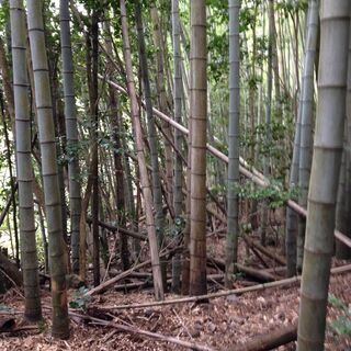 孟宗竹の竹林を無料で間伐します