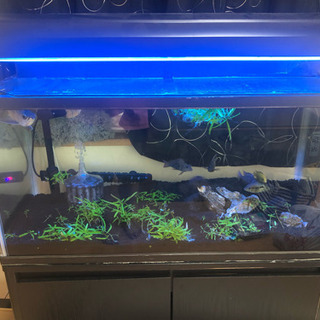 水槽 90cm フルセット 楽天市場】【ニッソー】90cm水槽・ベーシック5点セット