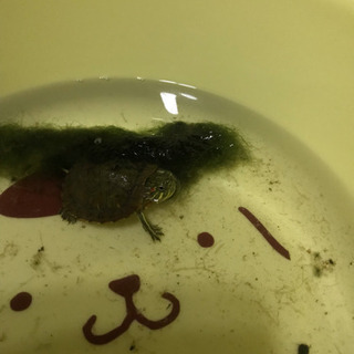 ミドリガメ？保護しました。