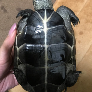 クサガメを飼っていただける方を探しています