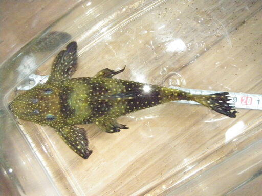 熱帯魚　スーパーブラックドラゴンスタークラウンプレコ　ワイルド②